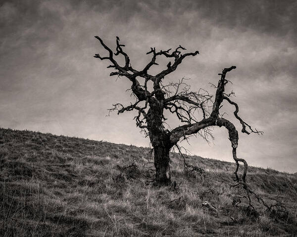 Lone Tree Art Print featuring the photograph Naked lone tree on a hill by Alessandra RC