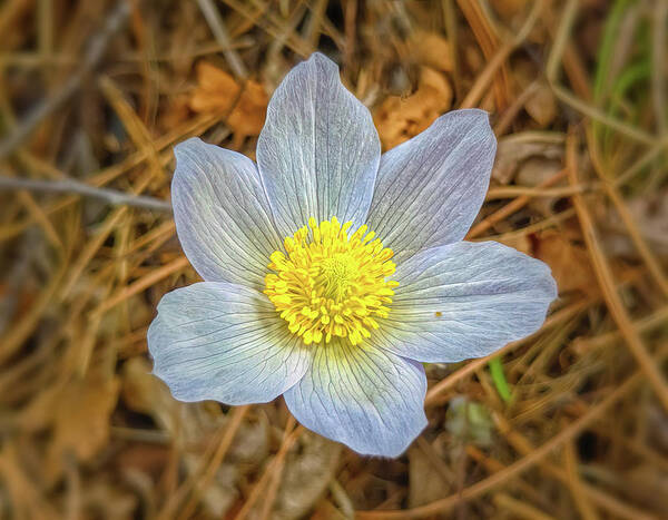 Pasque Flower Art Print featuring the photograph Pasque Flower #1 by Bob Falcone