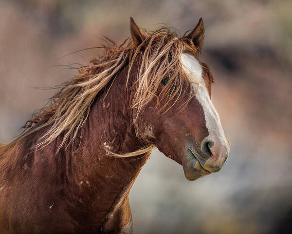 Wild Horses Art Print featuring the photograph Wilder #1 by Mary Hone