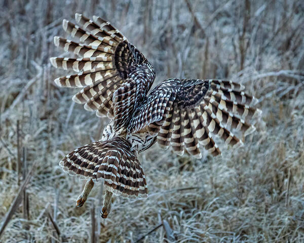 Owl Art Print featuring the photograph Barred Owl #11 by Brad Bellisle