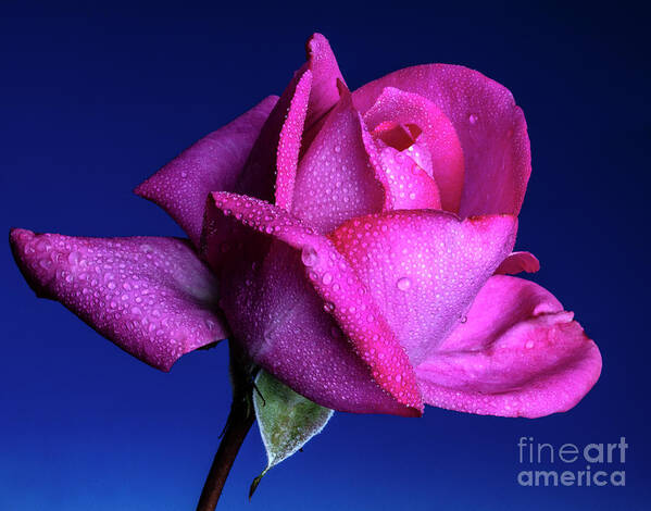 Rose Art Print featuring the photograph Profusion #2 by Doug Norkum