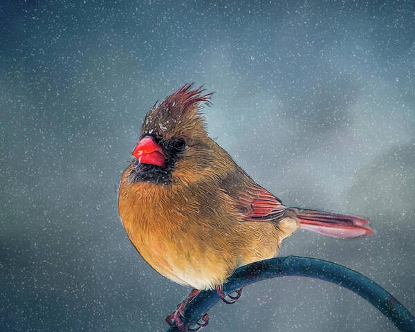 Bird Art Print featuring the photograph Winter Cardinal by Cathy Kovarik