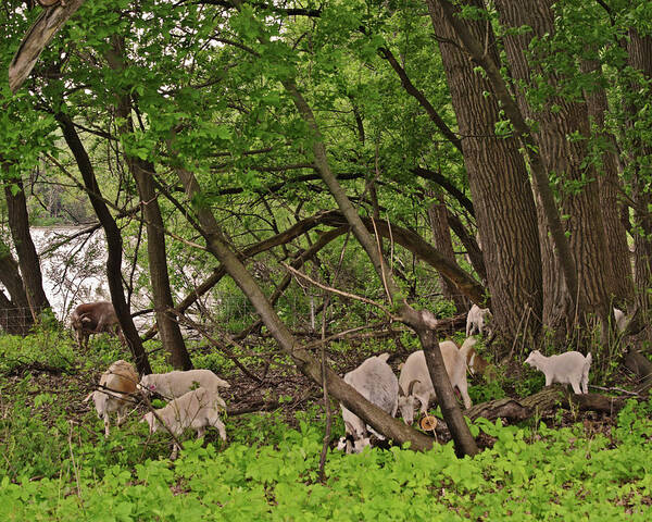 Goats Art Print featuring the photograph 2022 Acewood Basin Landscape with Goats by Janis Senungetuk