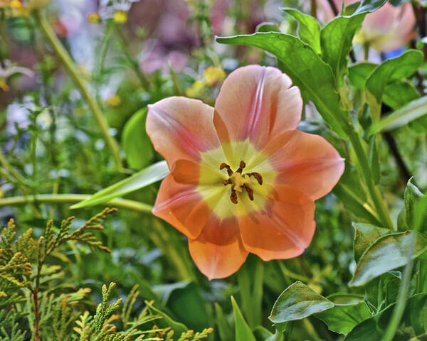 Spring Flowers Art Print featuring the photograph 2023 Spring Show Orange Tulip by Janis Senungetuk