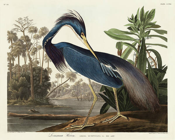 Audubon Birds Art Print featuring the drawing Louisiana Heron #9 by John James Audubon