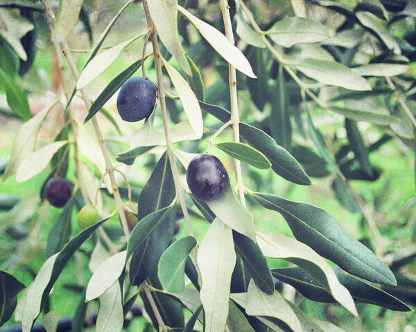 Olives Art Print featuring the photograph A Few Olives by Lupen Grainne