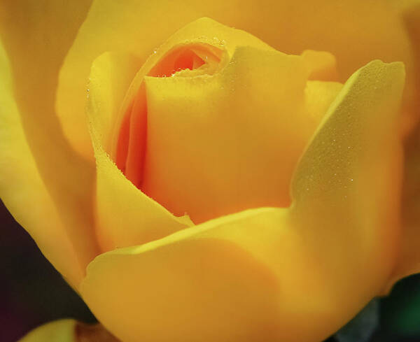 Yellow Rose Art Print featuring the photograph A Fine Day by Gena Herro