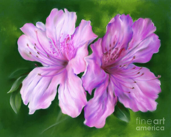 Botanical Art Print featuring the painting A Pair of Pink Azalea Flowers by MM Anderson
