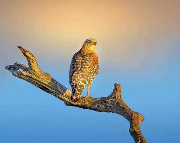 Hawk Art Print featuring the photograph A Red Shouldered Hawk at Sunset by Mark Andrew Thomas