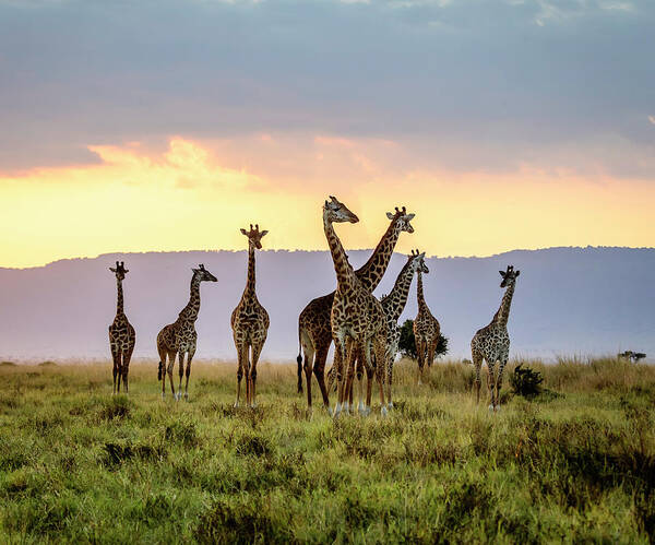 Africa Art Print featuring the photograph A Tower of Giraffes at Sunset by Laura Hedien