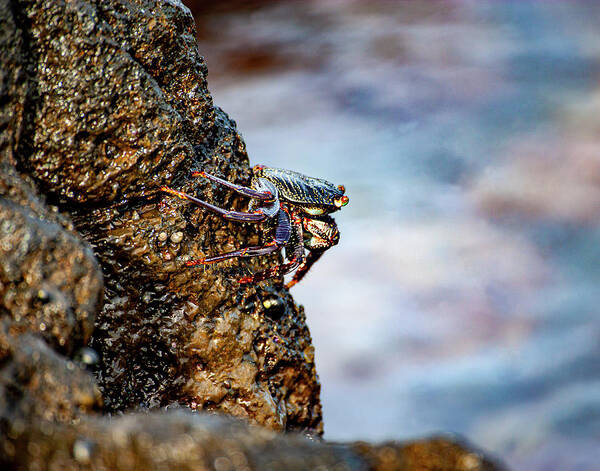 Hawaii Art Print featuring the photograph 'A'ama by Anthony Jones