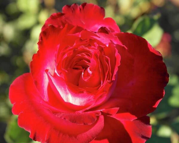 Rose Art Print featuring the photograph Afternoon Red Rose by Michele Myers