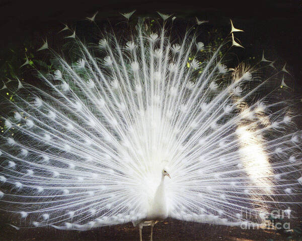 Albino White Peacock Display Feather Art Print featuring the photograph Albino White Peacock Display by Kimberly Blom-Roemer