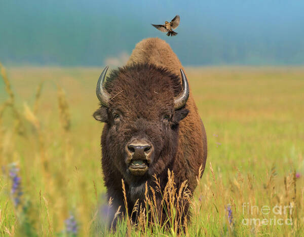 00562644 Art Print featuring the photograph American Bison and Cowbird by Tim Fitzharris