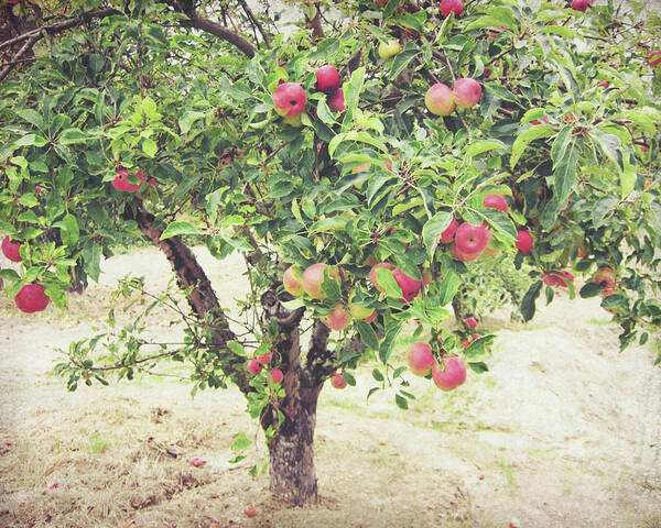 Apple Tree Art Print featuring the photograph Apple Tree by Lupen Grainne