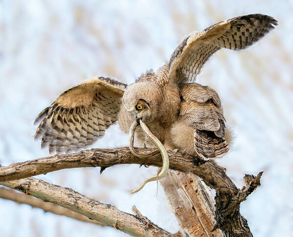 Great Horned Owls Art Print featuring the photograph Great Horned Owlet with Snake by Judi Dressler