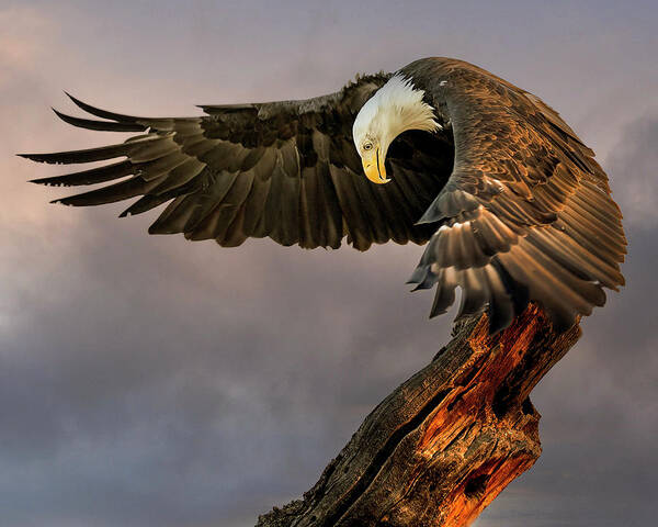 Bald Eagle Art Print featuring the photograph Bald Eagle at Sunrise by Dawn Key