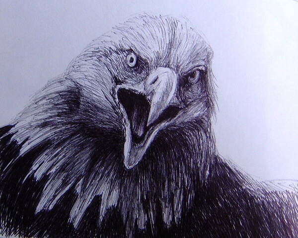 Bald Eagle Art Print featuring the drawing Bald Eagle Sketch by Rick Hansen