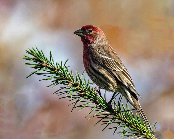 Songbird Art Print featuring the photograph Bird On A Branch by Cathy Kovarik