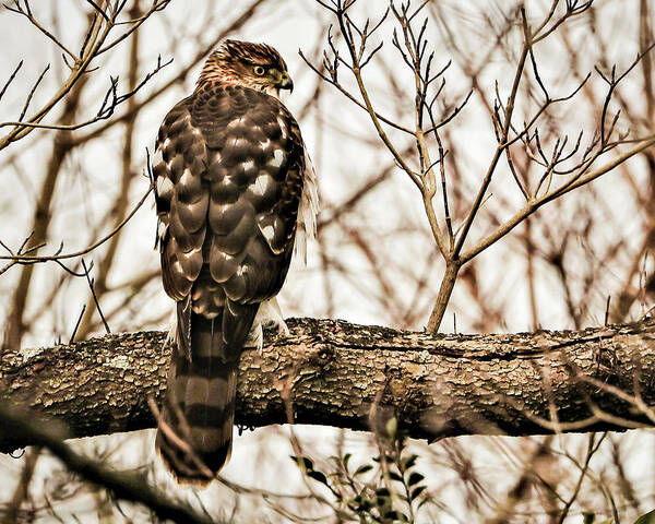 Bird Of Pray Feathers Eye Tree Branch Art Print featuring the photograph Bird4 by John Linnemeyer