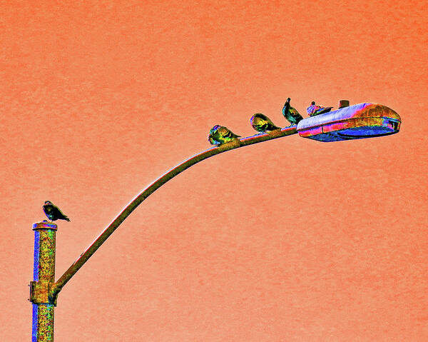 Birds Art Print featuring the photograph Birds on a Light Pole by Andrew Lawrence