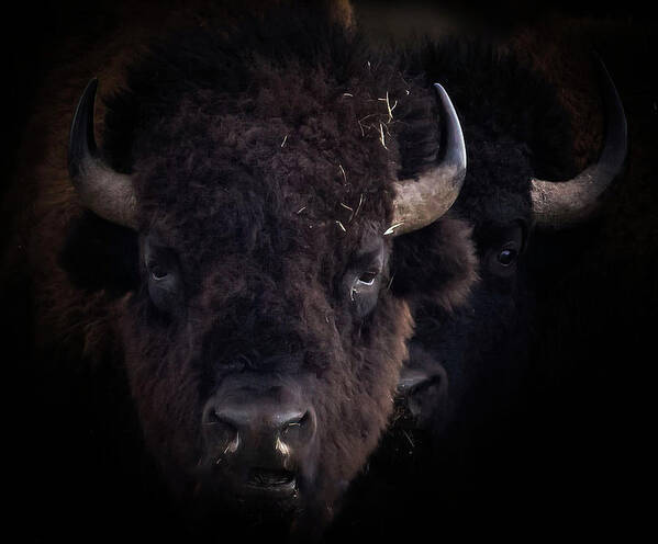Bison Art Print featuring the photograph Bison by Laura Terriere