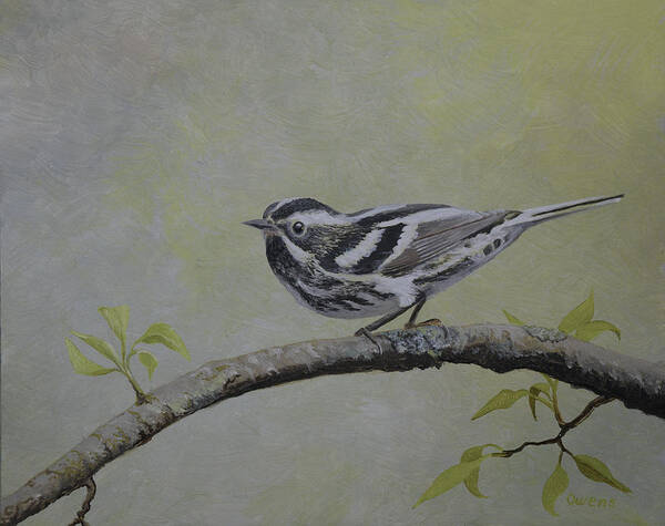 Bird Art Print featuring the painting Black and White Warbler by Charles Owens