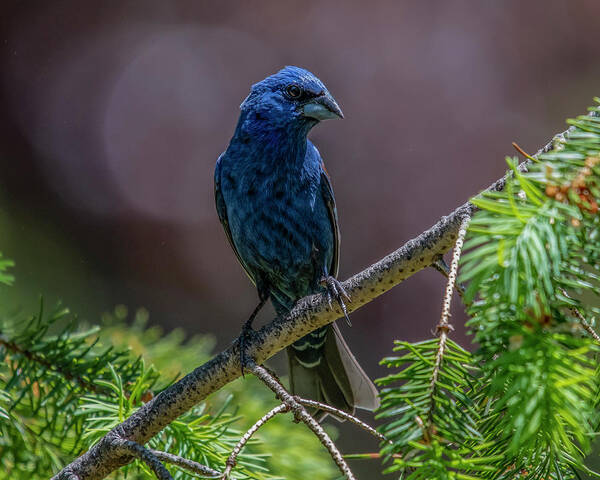 Bird Art Print featuring the photograph Blue Grosbeak by Cathy Kovarik