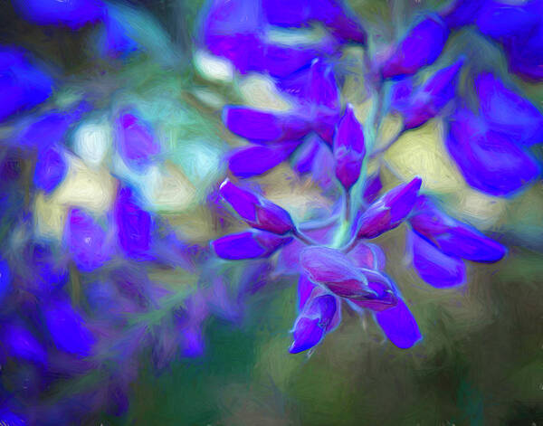 Wisteria Art Print featuring the photograph Wisteria Buds Dressed in Bold Colors by Lindsay Thomson