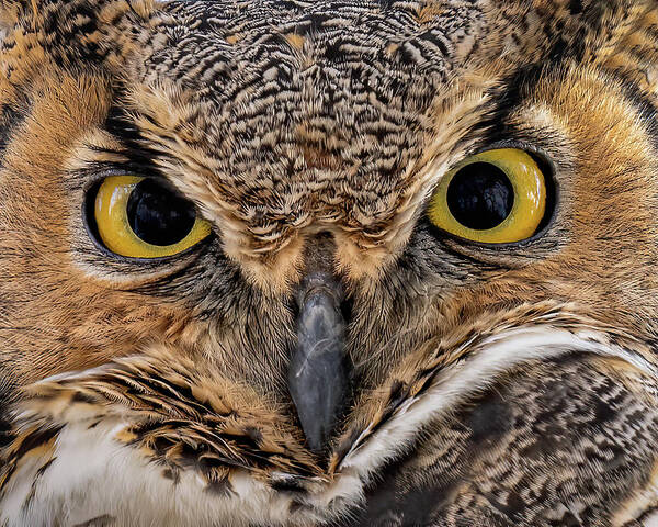 Owl Art Print featuring the photograph Bright Eyes by James Overesch