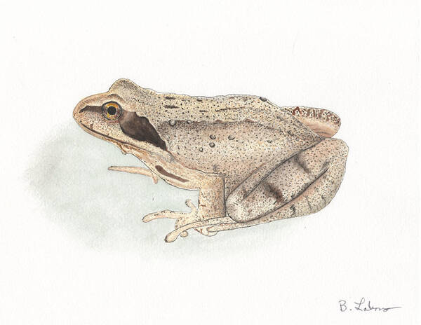 Brown Frog Art Print featuring the painting Brown Frog #2 by Bob Labno