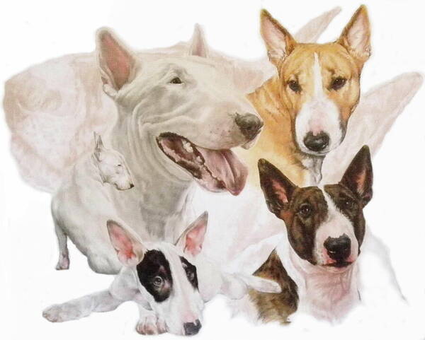 Purebred Art Print featuring the mixed media Bull Terrier Medley by Barbara Keith