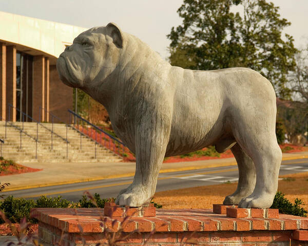 South Carolina State University Photo Art Print featuring the photograph Bulldog at South Carolina State University Orangeburg 2 by Bob Pardue