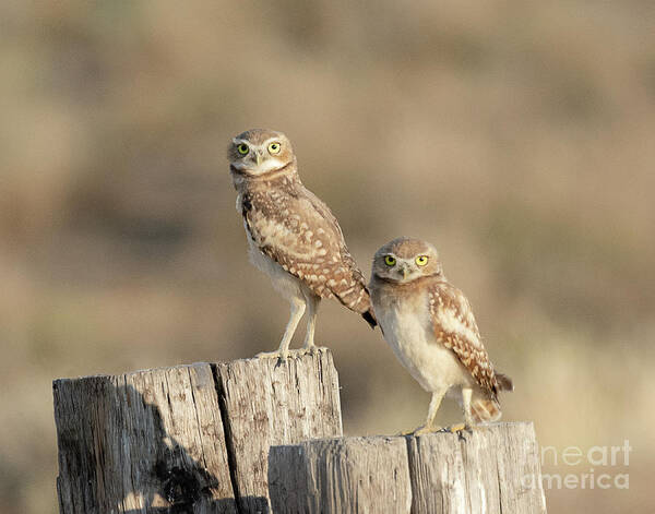 Bird Art Print featuring the photograph Burrowing Owls in Northern Utah by Dennis Hammer