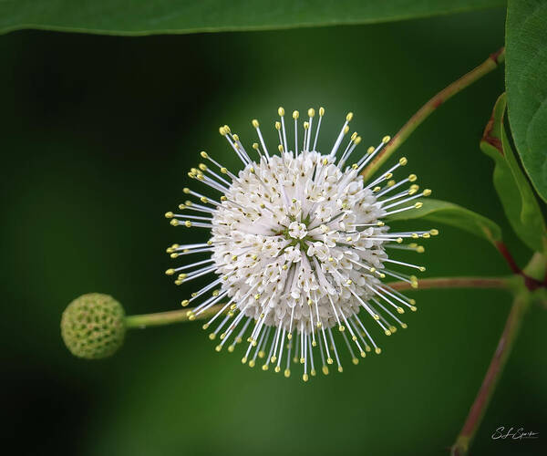 Buttonbush Art Print featuring the photograph Buttonbush by Steven Sparks