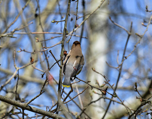  Art Print featuring the photograph Cedar Waxwing 5 by David Armstrong