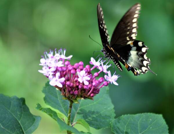 Clerodendron Flower And A Black Swallowtail Art Print featuring the photograph Clerodendron Flower and a Black Swallowtail by Warren Thompson