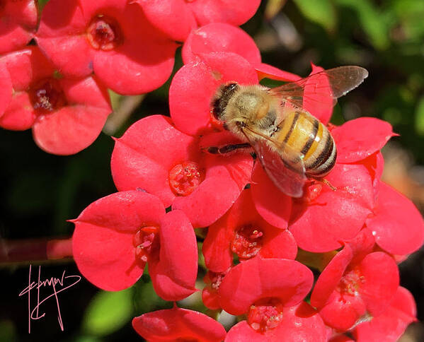 Close-up Art Print featuring the photograph Close Up Of Bee On Red Flower by DC Langer