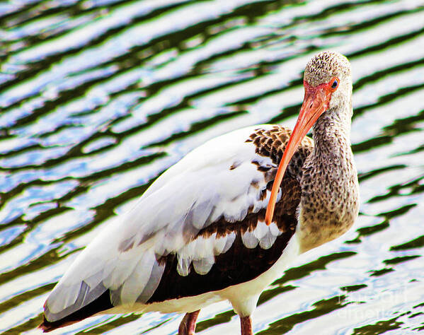 Ibis Art Print featuring the photograph Color Me Fabulous by Joanne Carey