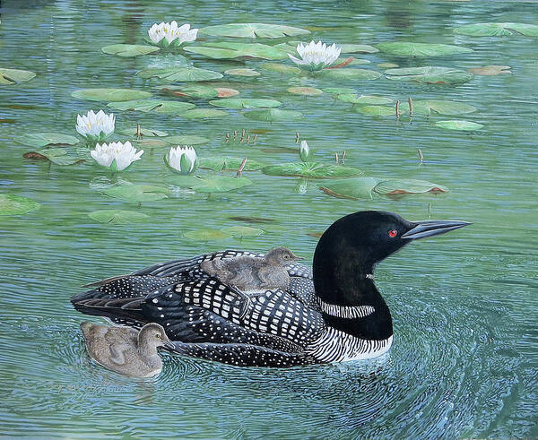 Barry Kent Mackay Art Print featuring the painting Common Loon by Barry Kent MacKay