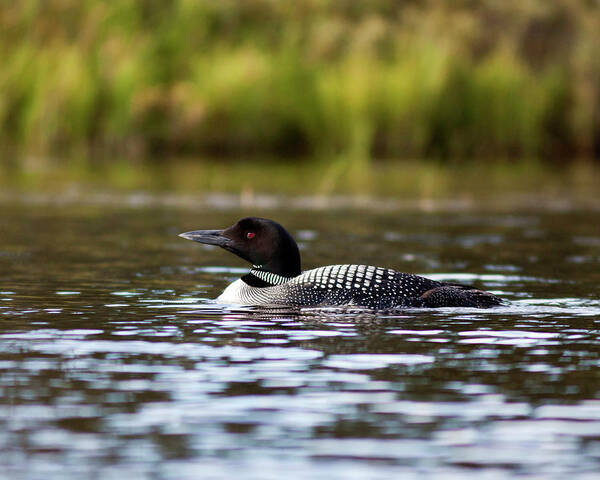 Lake Art Print featuring the photograph Common Loon by John Rowe