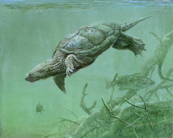 Barry Kent Mackay Art Print featuring the painting Common Snapping Turtle by Barry Kent MacKay