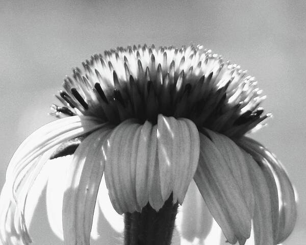 Cone Flower Art Print featuring the photograph Cone Flower by Amanda R Wright