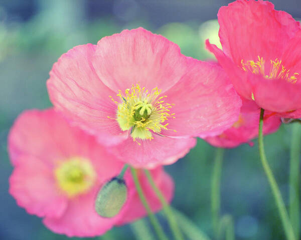 Poppy Flowers Art Print featuring the photograph Coral Poppies by Lupen Grainne