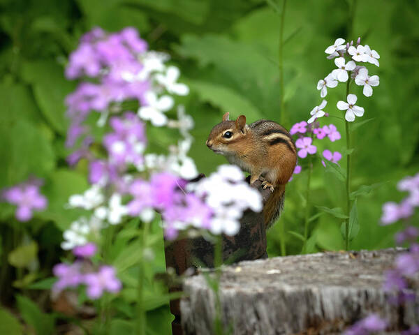 Rhododendron Art Print featuring the photograph Cornell Botanic Garden Curious Chipmunk by Mindy Musick King