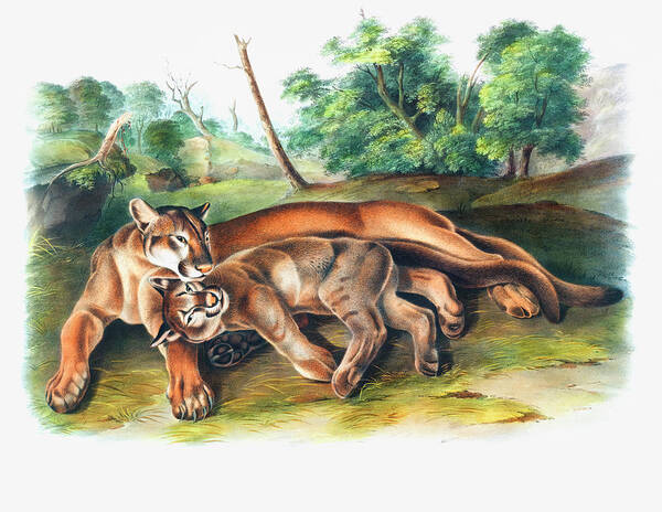 Cougar Art Print featuring the drawing Cougar by John Woodhouse Audubon