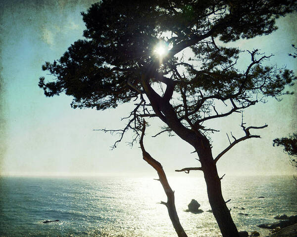 Cypress Tree Art Print featuring the photograph Cypress by Lupen Grainne