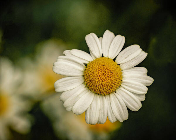 Daisy Art Print featuring the photograph Daisy Close Up by Lindsay Thomson