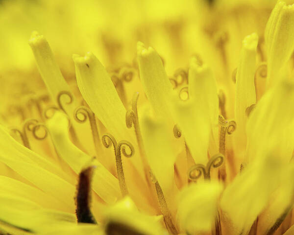 Flower Art Print featuring the photograph Dandelion Spring II by Rich Kovach