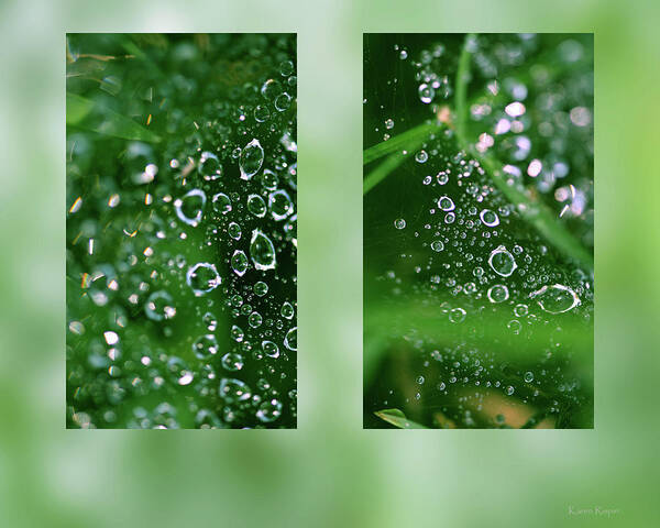 Dew Art Print featuring the photograph Dew On Web by Karen Rispin